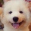 vivi