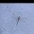 polished_snowflake_s9p