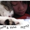 饅頭VOLVO