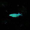 Stranded_Fish