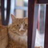 漫步猫猫星球