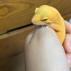 KAMI