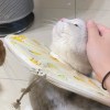 王