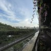 broad_flower_mu3