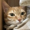 小白胖吱