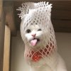 不露倩