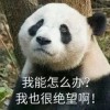 锴鑫