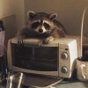 raccoon
