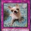 YM