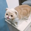 嚕嚕