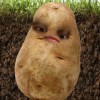 wen
