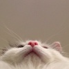 wen_18