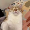 white_cat