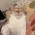 white_cat