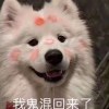 我鬼混回来啦！