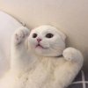 我要喝雪碧