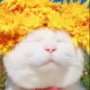 wild_field_owf