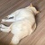 yanzi
