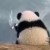 浣熊不怕熬夜