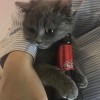 刘玮晗今天撸猫了吗