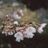 tsuru