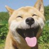 波旬