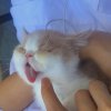 槱