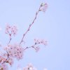 withered_leaf_6z7