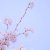 withered_leaf_6z7