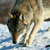 wolfjacky