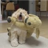一束