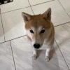 翁