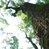 Matsu_Ken