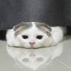♡
