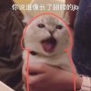 修泽的发际线粉