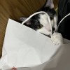xian_420