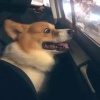 续写以后