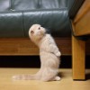 日子全都喂了猫?