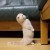 日子全都喂了猫?
