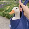 鄭