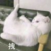 嘻嘻