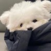 鸡蛋手