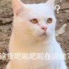 duck不必