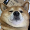 日告