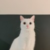soft_cake_2m4