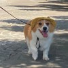 小樂