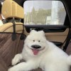 愛做夢的年輕人