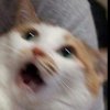嘉