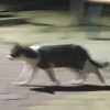 仓鼠想养猫