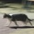 仓鼠想养猫